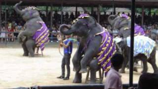 Elephant Show [upl. by Kingsley]