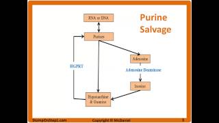 Purine Salvage Pathway LeschNyhan Syndrome SCID Gout treatment Allopurinol Uric Acid Renal Stone [upl. by Arracahs]