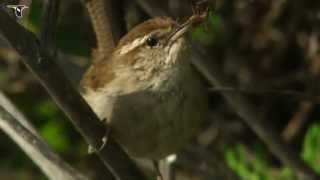 Bewicks Wren [upl. by Ardnaxela539]