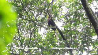 Helmeted hornbill Rhinoplax vigil 4K video and FullHd [upl. by Enyar]