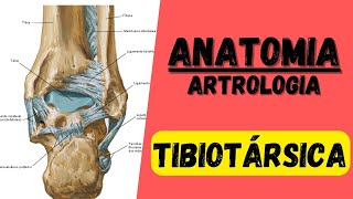 Articulação TIBIOTÁRSICA  Artrologia 7 do membro inferior MMII  ANATOMIA [upl. by Romilda]