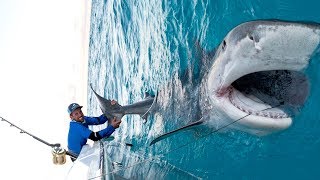 Massive 1000lb Tiger Shark caught while Bottom Fishing in the Bahamas  4K [upl. by Moberg]