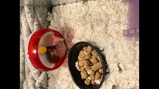 My sweet baby ASF mice cuddling and snacking together 😂 cutemice petmice cuteanimals [upl. by Atnoid]