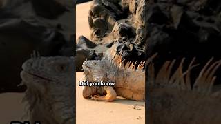 Surprising Facts About Iguanas You Didnt Know [upl. by Ttej]