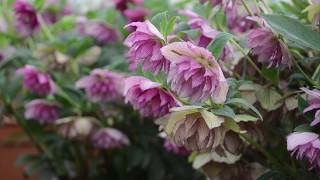 Hellebore Breeding  Walters Gardens [upl. by Constancy558]