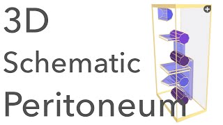 Peritoneum  3D Schematic Anatomy amp Relations [upl. by Checani]