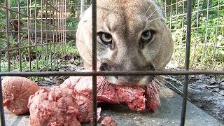 How to Feed 100 BIG CATS [upl. by Tito]