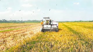 The rice is good the results are abundant  rice harvesting machine modern rice harvesting [upl. by Wack]