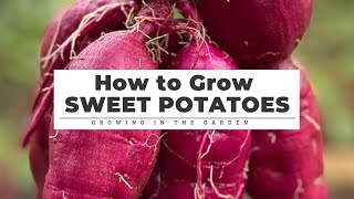 How to GROW HARVEST CURE amp STORE Sweet Potatoes [upl. by Gehlbach]