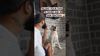 Wait And See Their Reaction 🤪 dog pets doglover dogshorts shorts india reaction viralreels [upl. by Avle]