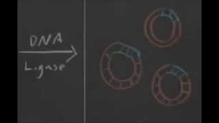 201507 Teaching Demo  Heterologous Protein Expression [upl. by Essyla]