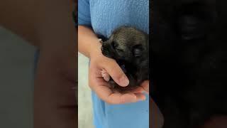 Suckling Baby Puppy  Norwegian Elkhound [upl. by Eceerahs]