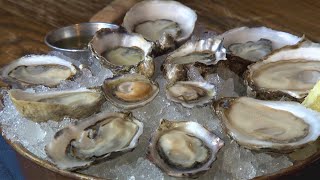 How to eat oysters and not be weirded out  Edible Education  KING 5 Evening [upl. by Olgnaed]