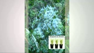 Robertas 3pc Amsonia Arkansas Blue Star Collection with Stacey Stauffer [upl. by Ylil]