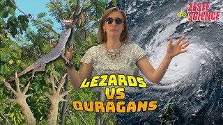 Lézards vs Ouragans  ZdS23 [upl. by Ahselet]