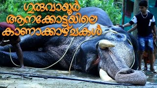 GURUVAYOOR AANAKOTTA [upl. by Walkling]