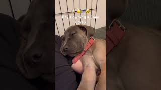 Day one wrapupdinner shower play and now she’s asleep on me 🐾❤️ FreyaAndMe puppy canecorso [upl. by Skiest]