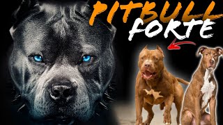 SIMPLES E FUNCIONAL COMO DEIXAR PITBULL FORTE E MUSCULOSO  PASSO A PASSO [upl. by Eiliab677]