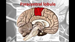 Paracentral Lobule I Neuroanatomy I Cerebrum [upl. by Karrie]