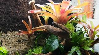 Vivarium  Ranitomeya Imitator Tarapoto [upl. by Ayerim]