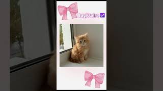 Ton chaton selon ton signe astro [upl. by Anujra]