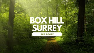 Box Hill  Surrey Trek  THIS WAS MORE CHALLENGING THAN I THOUGHT [upl. by Mcculloch]