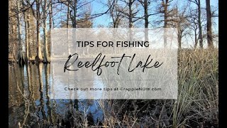 Tips for Fishing Reelfoot Lake in Tennessee [upl. by Nuahsor]