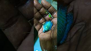 Darf gourami fish breeding updates tamil janyvlogstamil [upl. by Unam745]