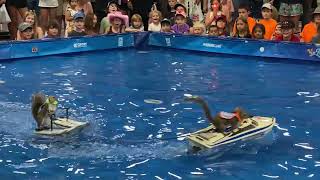 Twiggy the waterskiing squirrel at the Sonoma County Fair [upl. by Courtland]