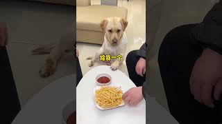 Smart dog trend explore motivation funny [upl. by Ivana668]