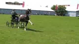 More novice Hackney horses from 2005 [upl. by Teddie]