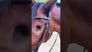 Why Horses Lose Their Eyes The Shocking Truth Behind Corneal Infections shortfacts facts shorts [upl. by Naillil894]