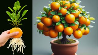 Great Technique Propagate Orange Tree From Orange Fruit With Coca Cola how to grow oranges trees [upl. by Ida]