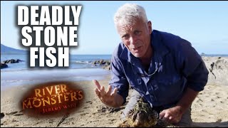 The Deadly Stone Fish  River Monsters [upl. by Naehgem33]