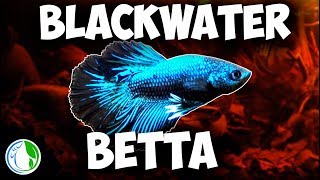 NANO BLACKWATER amp PLANTED BETTA FISH TANK SETUP [upl. by Lenoyl]