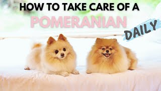 How To Take Care Of A Pomeranian Daily  Ultimate New Pom Owners Guide [upl. by Ruben125]