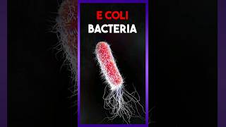 Escherichia Coli Bacteria 🦠 [upl. by Stasny872]