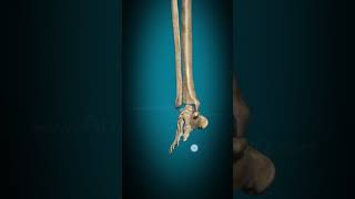 Structure of lower limb structure of feetshortvideo viralvideo [upl. by Iralav]