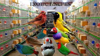 Extremely HighQuality Exotic Finches Breeding Setup [upl. by Kerr]