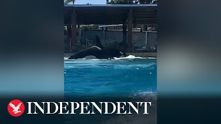 SeaWorld Orca has chunks torn from body as tank mates unleash attack [upl. by Ennaej]