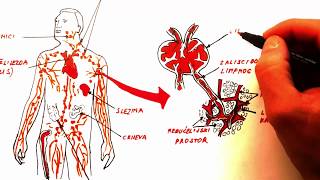 IMUNITET prvi dio KRVNE ĆELIJE I LIMFNI SISTEM [upl. by Hajidahk]