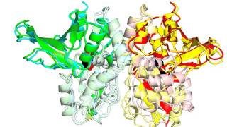 NMDA glutamate receptor ligand binding domain [upl. by Studnia960]