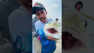 Pria ini kewalahan menarik ikan besar fishing predatorrawa rawapening mancingrawa shortvideo [upl. by Engelhart]