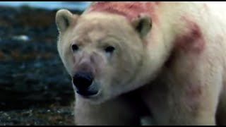 Polar Bears Ambush a Colony of Walruses  Polar Bear Battlefield  BBC Earth [upl. by Kelly]