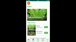 PlantSnap identifies an Ostrich Fern Matteuccia struthiopteris [upl. by Iives]