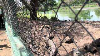 Cocodrilos en Ciénaga de Zapata  Cuba 🇨🇺 [upl. by Annekcm]