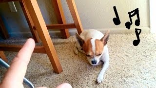 Pancho chihuahua exausted by my stupid songs [upl. by Nuri206]