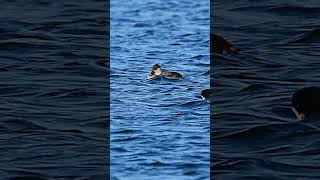 red crested pochard seen a long way off at blashford lakes in Hampshire shorts birds wildlife [upl. by Kale180]