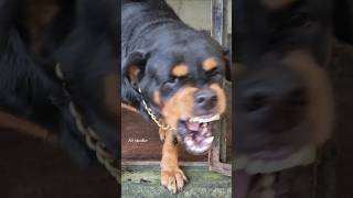 Angry dog barking crossover angrypuppy cuteanimal angrypets cutepuppy funny angrydog funny [upl. by Gillian]