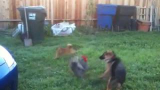 German Shepherd vs Rooster [upl. by Effie13]